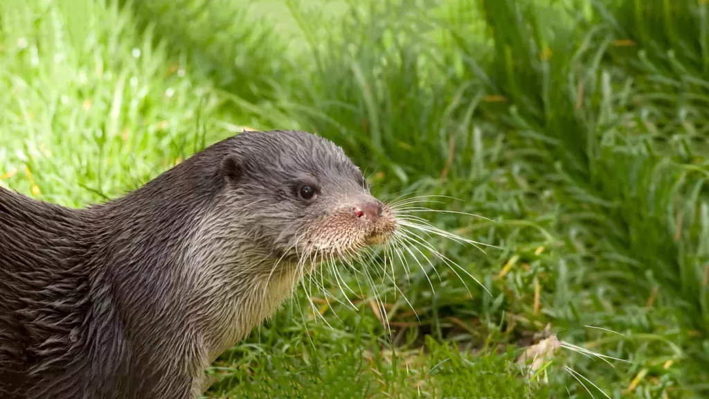 Pair of otters